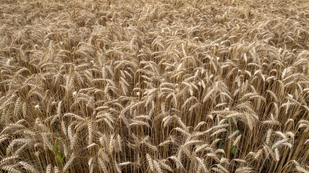 Golden wheat growing in a field