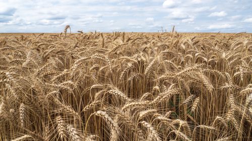 Free Vast golden wheat field stretches under blue summer sky, showcasing agricultural abundance. Stock Photo