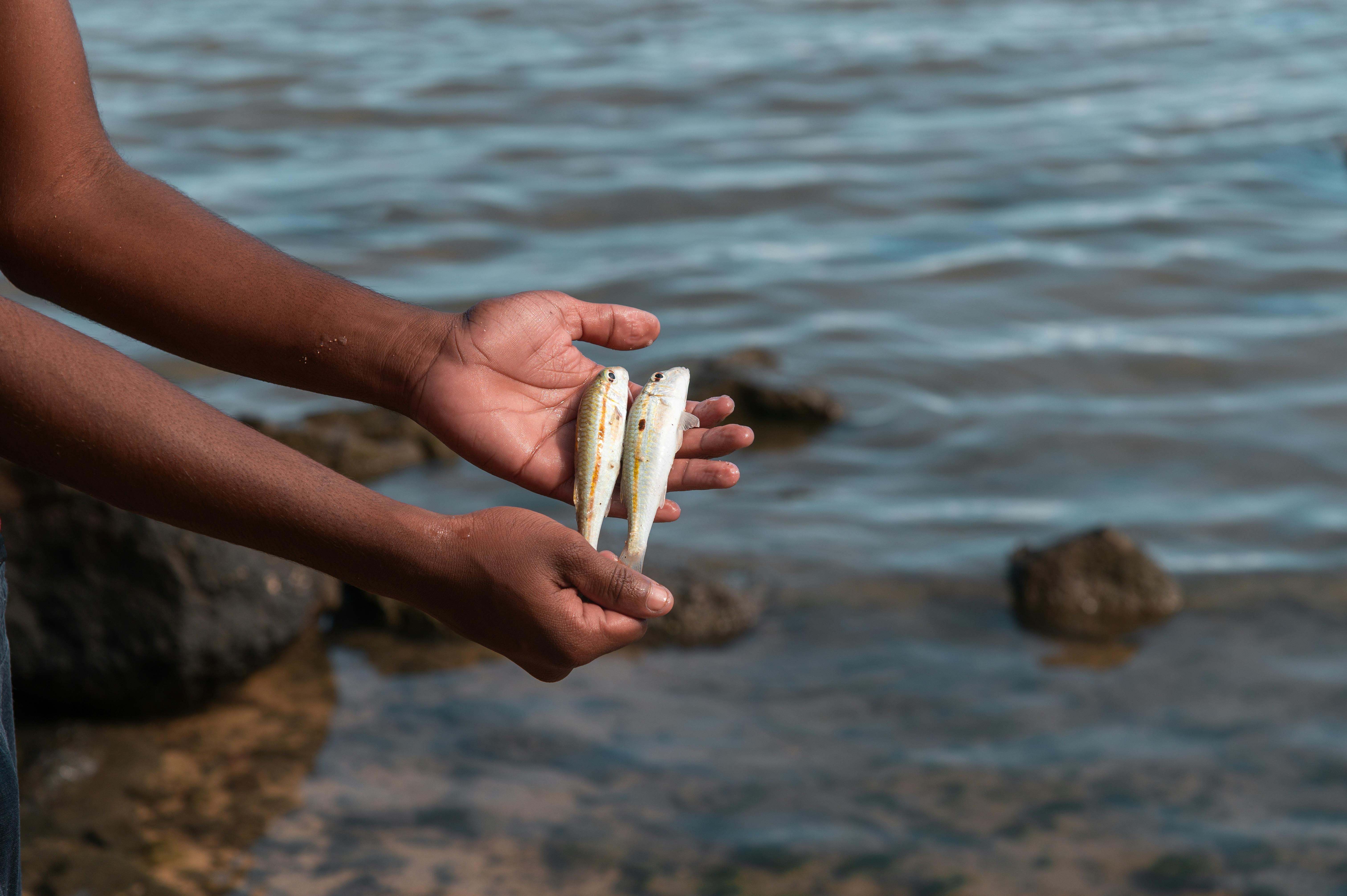 How To Catch Snook Ebook