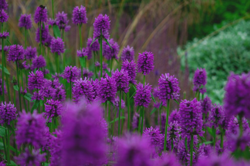 The Cutting Garden