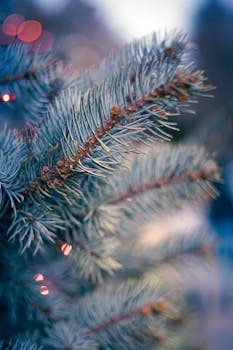 特写镜头捕捉到了装饰着发光灯饰的圣诞树枝条，洋溢着节日气氛