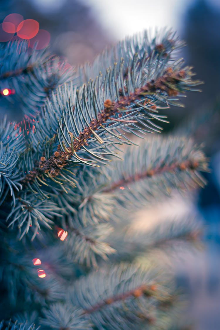 Shiny Decoration On Christmas Tree Branches