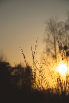 Serene sunset view with silhouettes of tall grasses against a warm sky.