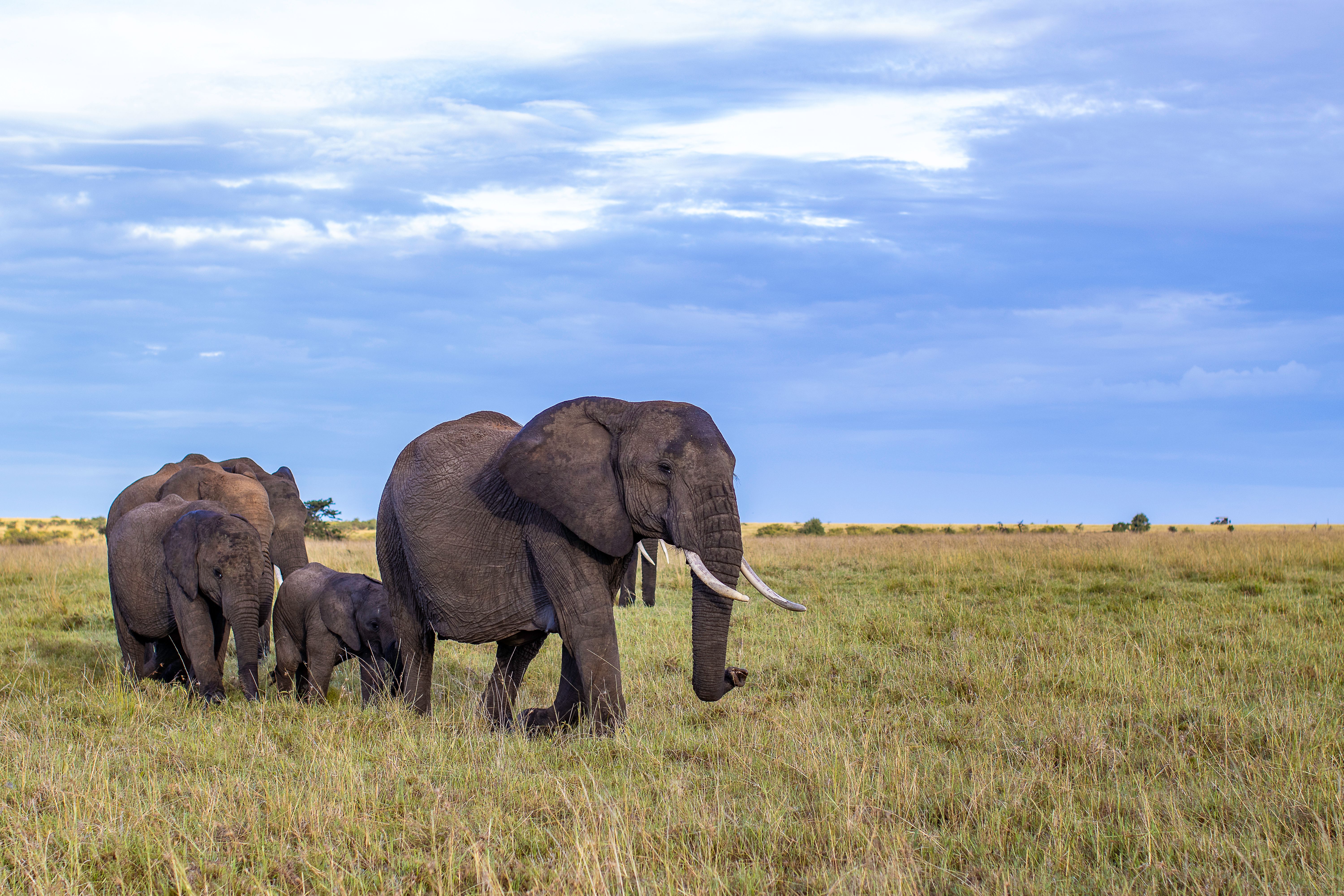 Majestic African Elephants in Natural Habitat · Free Stock Photo