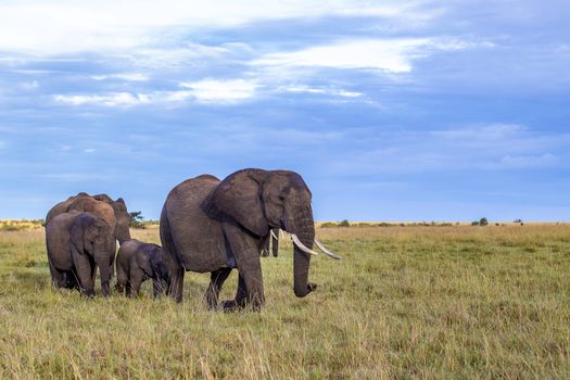 elephant photo