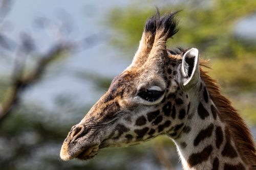 Free Detailed close-up of a giraffe's head and neck with a blurred natural background. Stock Photo
