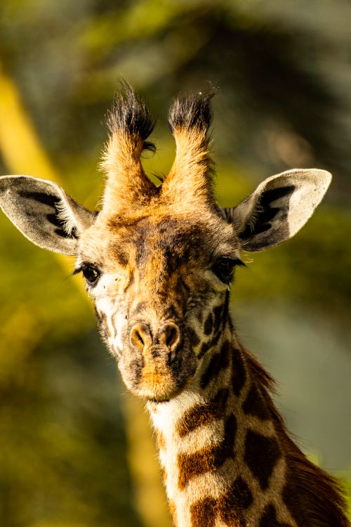 Free Stunning close-up of a giraffe in natural habitat, showcasing unique patterns and vibrant wildlife scenery. Stock Photo