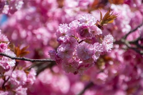 Free Beautiful close-up of pink cherry blossoms in full bloom, symbolizing spring's arrival. Stock Photo