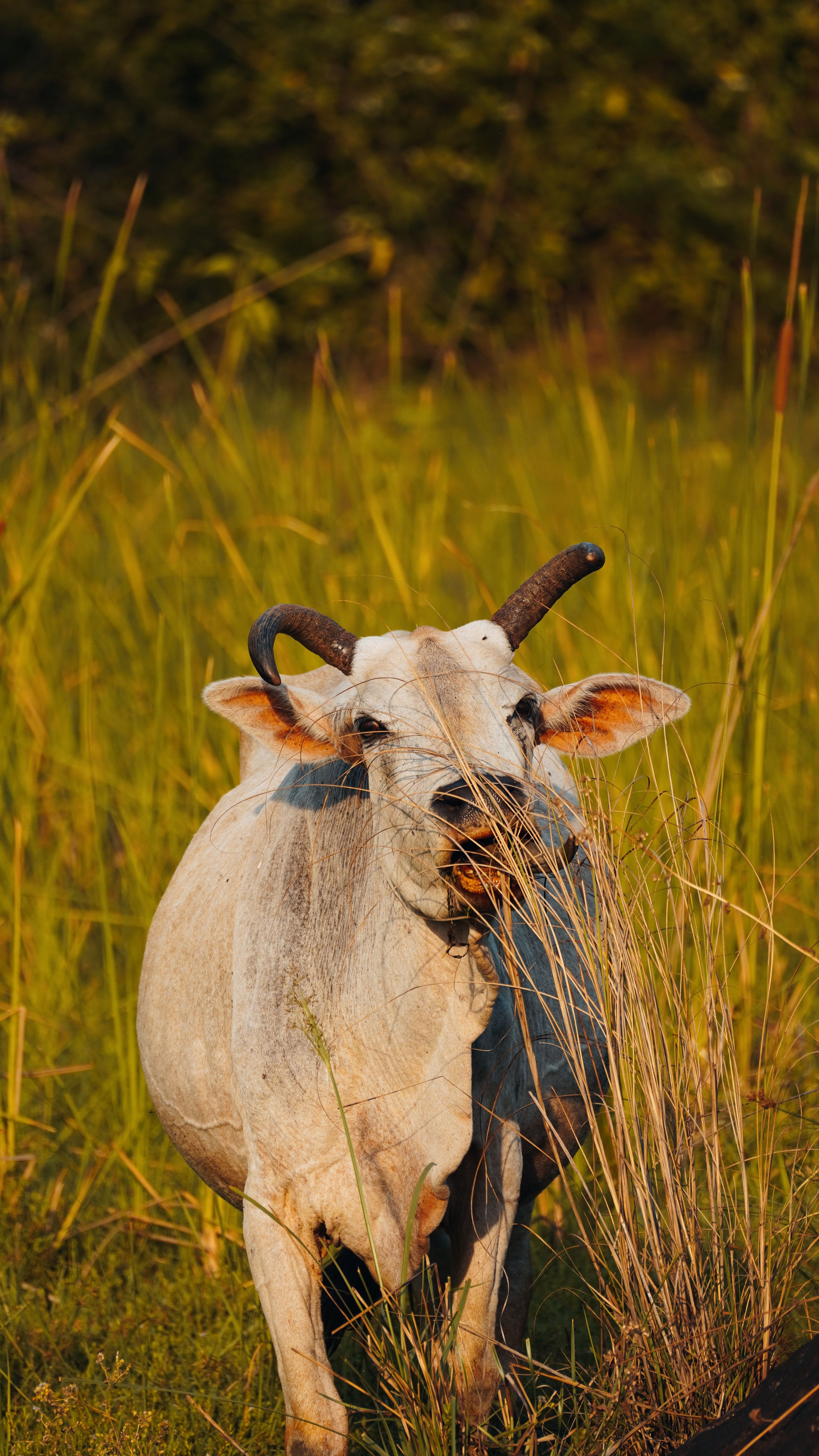 White Cow Grazing in Lush Green Field at Sunset · Free Stock Photo