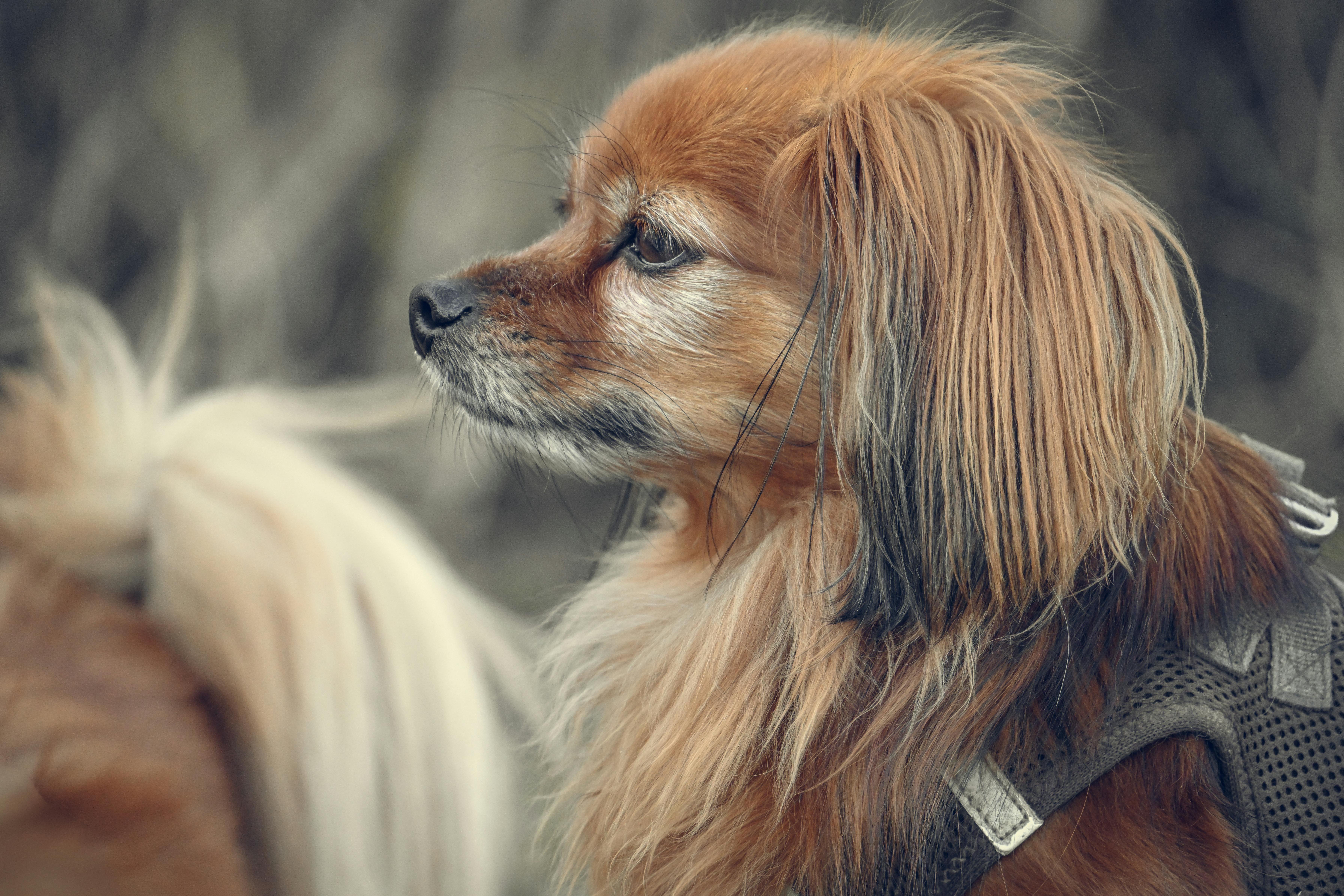 Profile view of a small, long-haired dog wearing a harness outdoors.