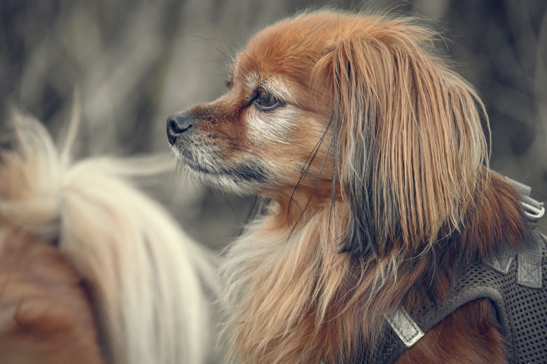 How Long Will My Dog Be Calmer After Neutering? The Truth About Hormones