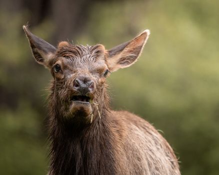 A detailed close-up of a wild elk in its natural habitat with a lush green background.