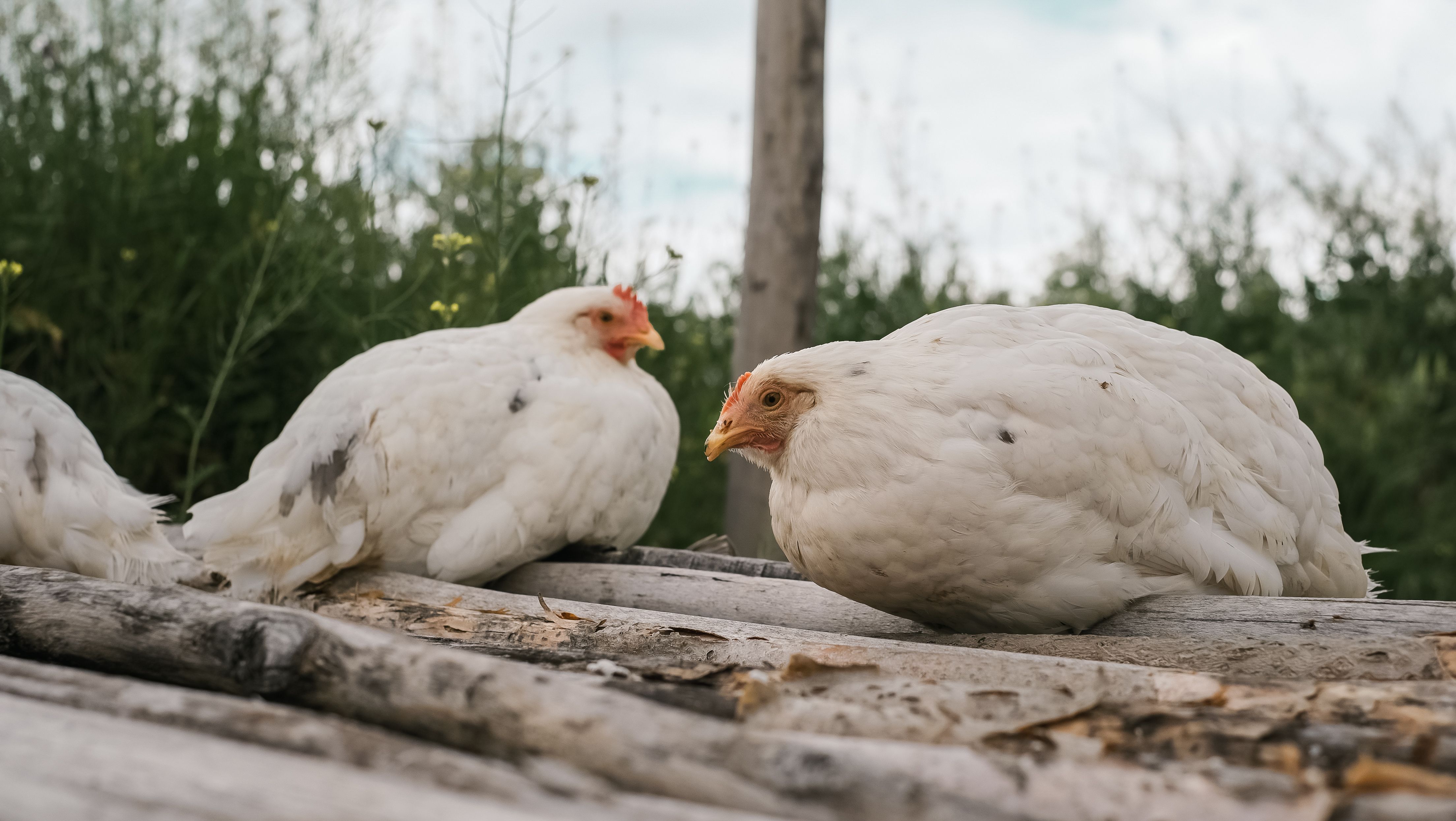 Rescued roosters resting in separate recovery pens at an Ohio animal sanctuary, soft morning light and calm atmosphere
