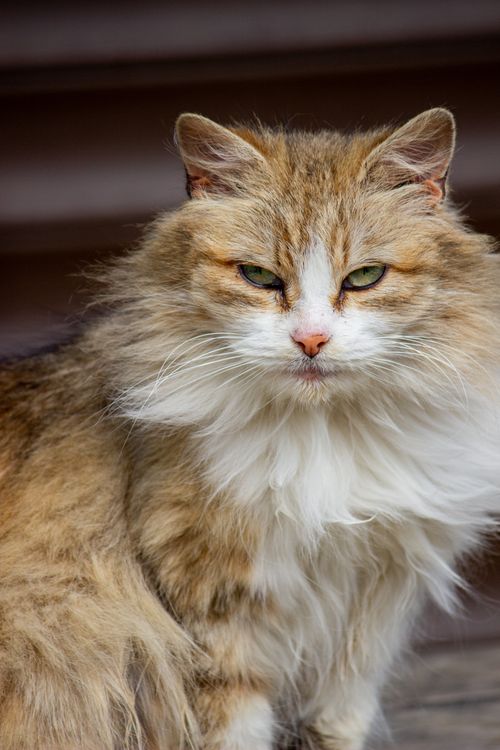 Portrait of a Fluffy Domestic Long-Haired Cat · Free Stock Photo