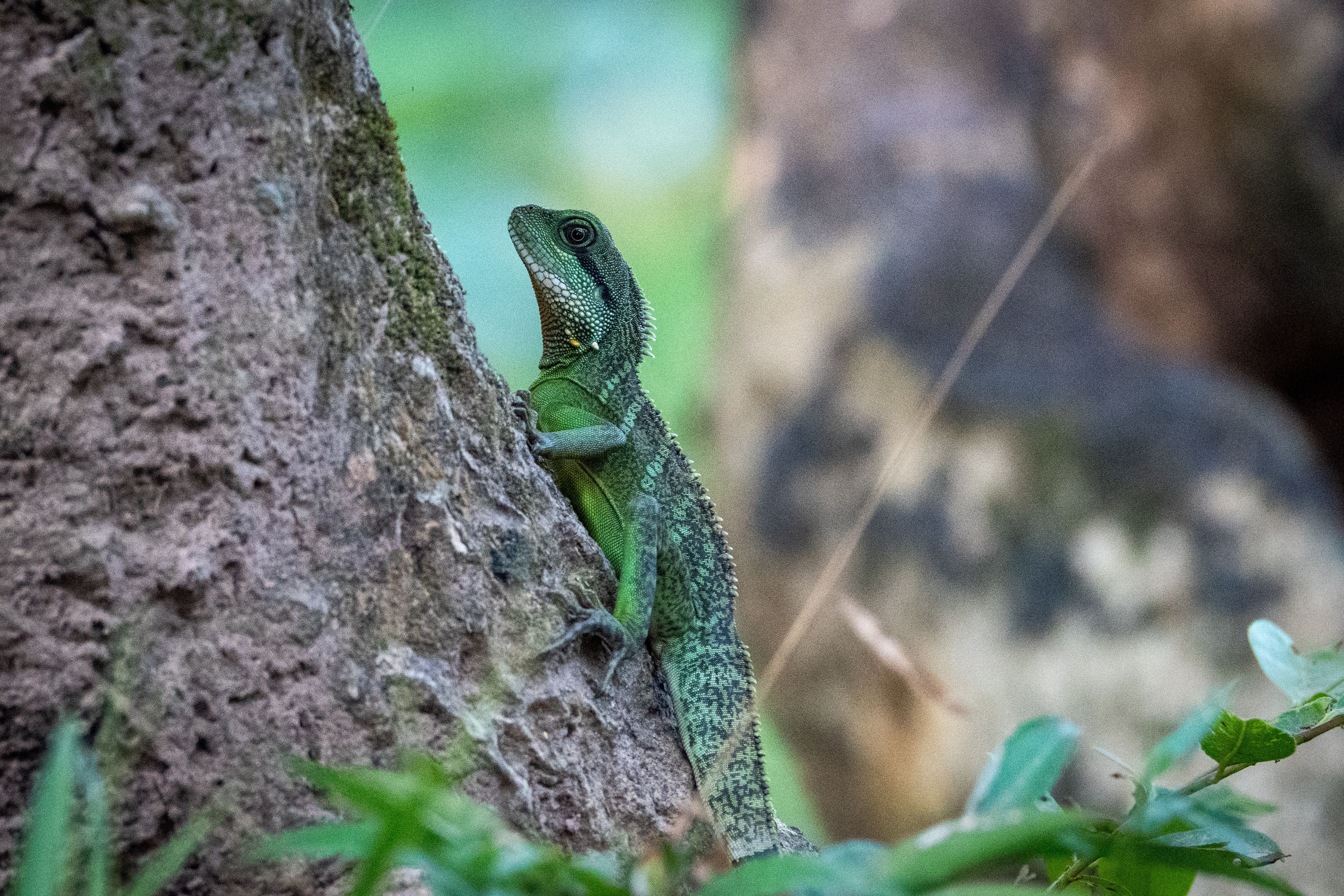 Green Lizard Clinging to Tree Trunk · Free Stock Photo