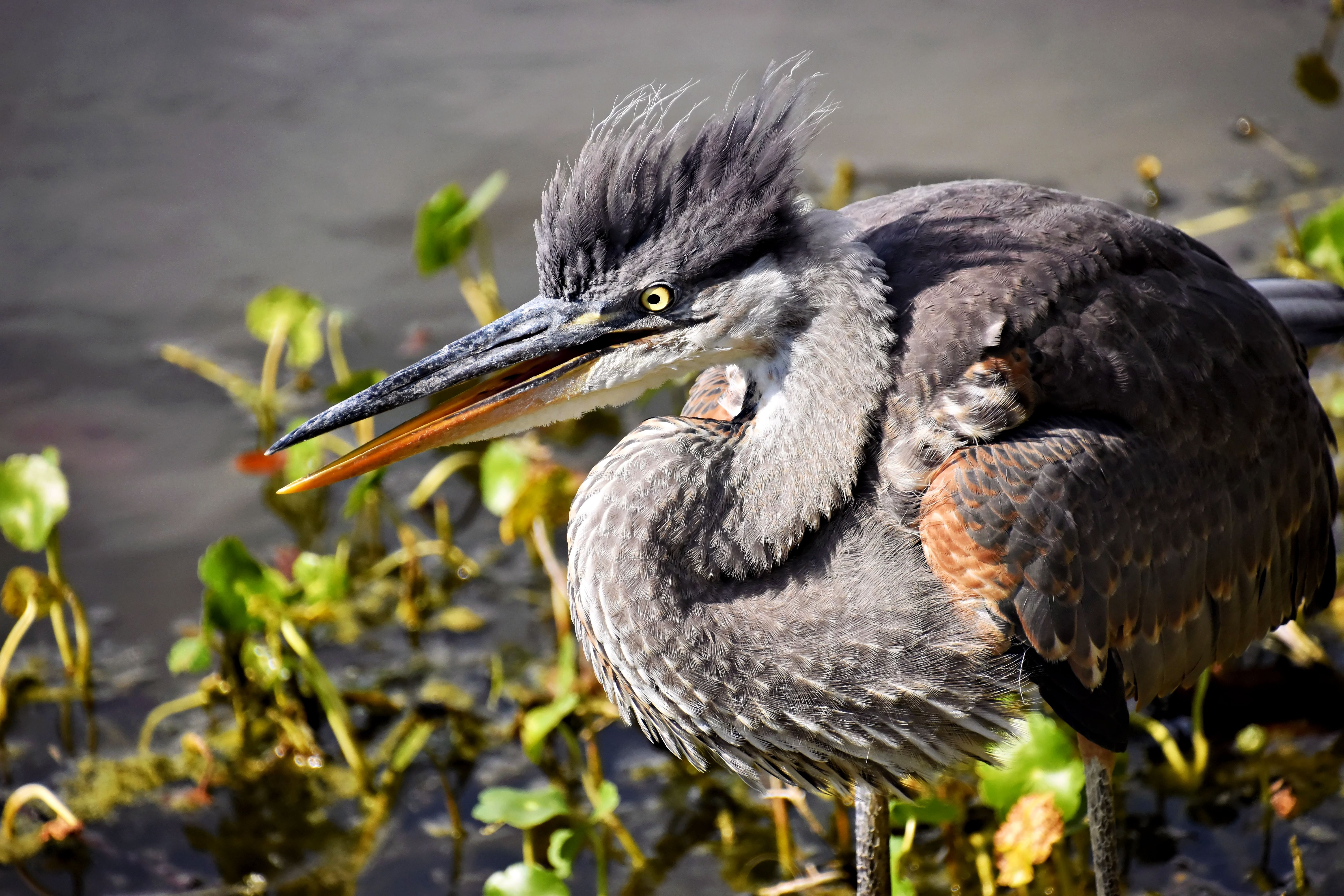 Close-up of a Great Blue Heron in lush vegetation, Venice, Florida.