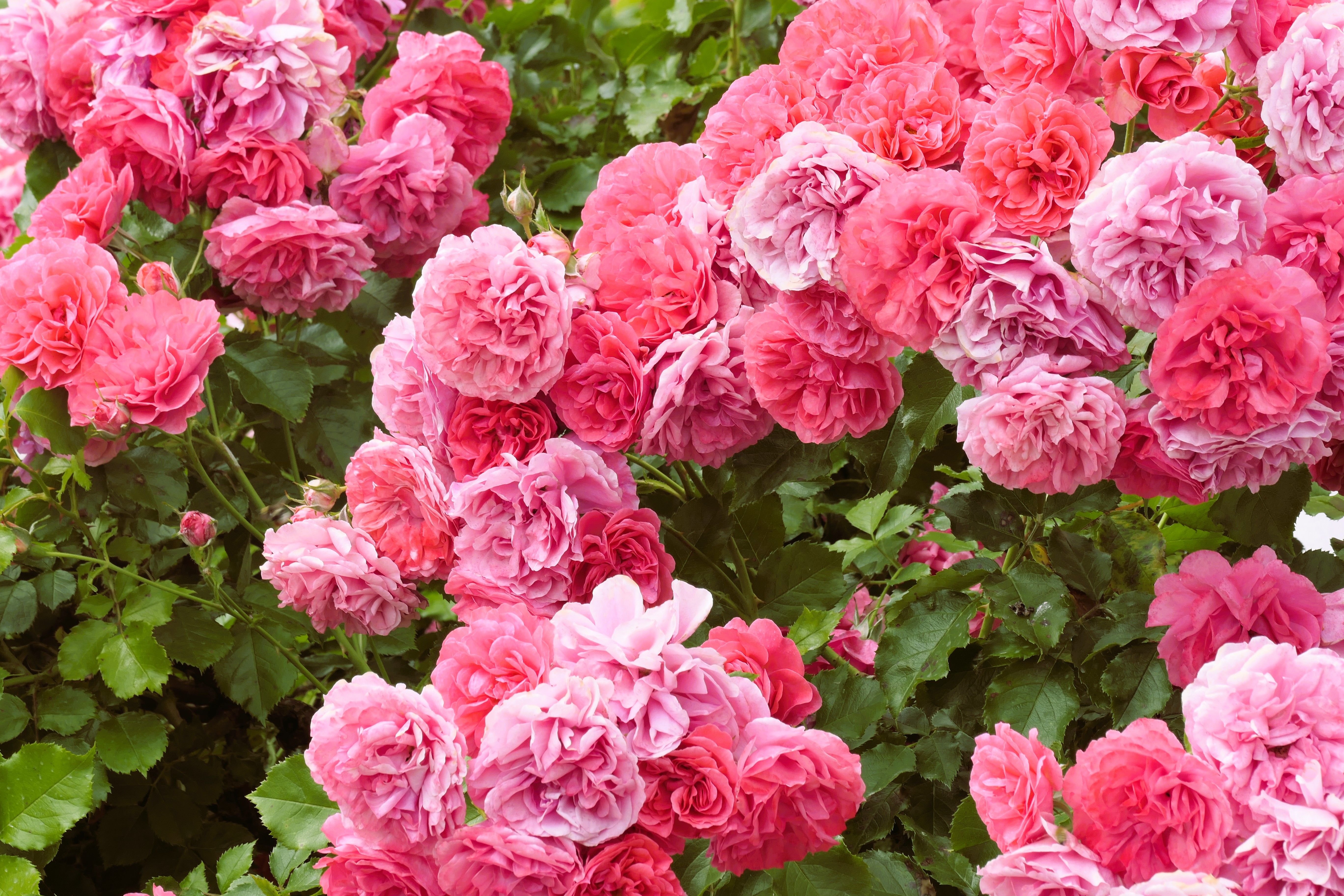 Vibrant Pink Rose Bushes in Full Bloom Outdoors · Free Stock Photo
