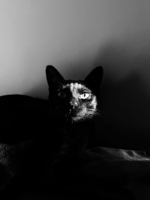 Free A black cat with striking eyes is highlighted in a dramatic black and white portrait. Stock Photo