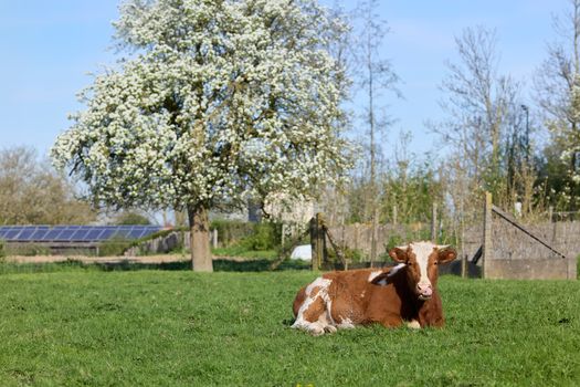 A serene spring countryside scene with a cow resting under a blooming tree and solar panels visible.