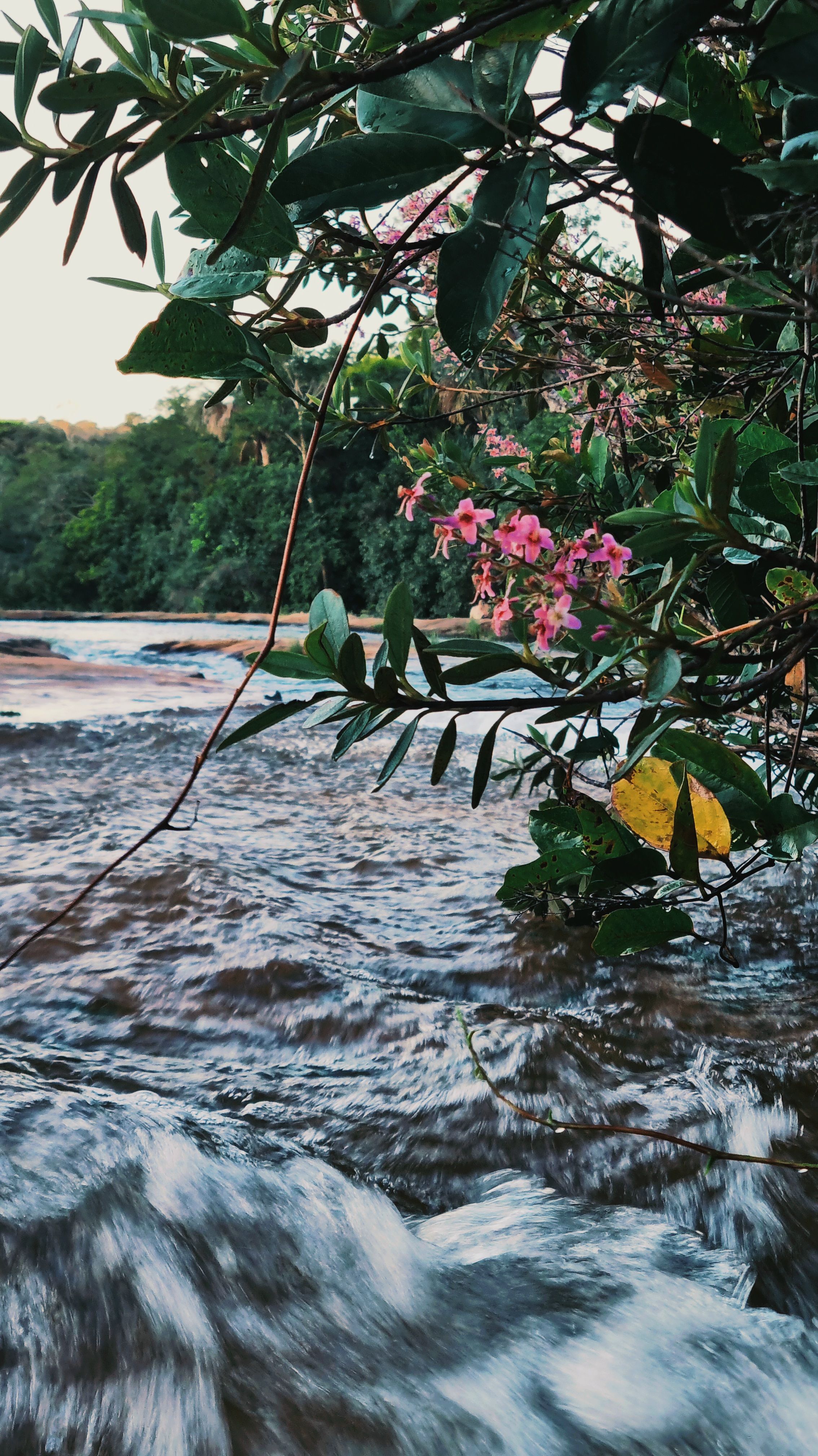 A scenic view of a river flowing through lush greenery, accented by overhanging pink flowers.