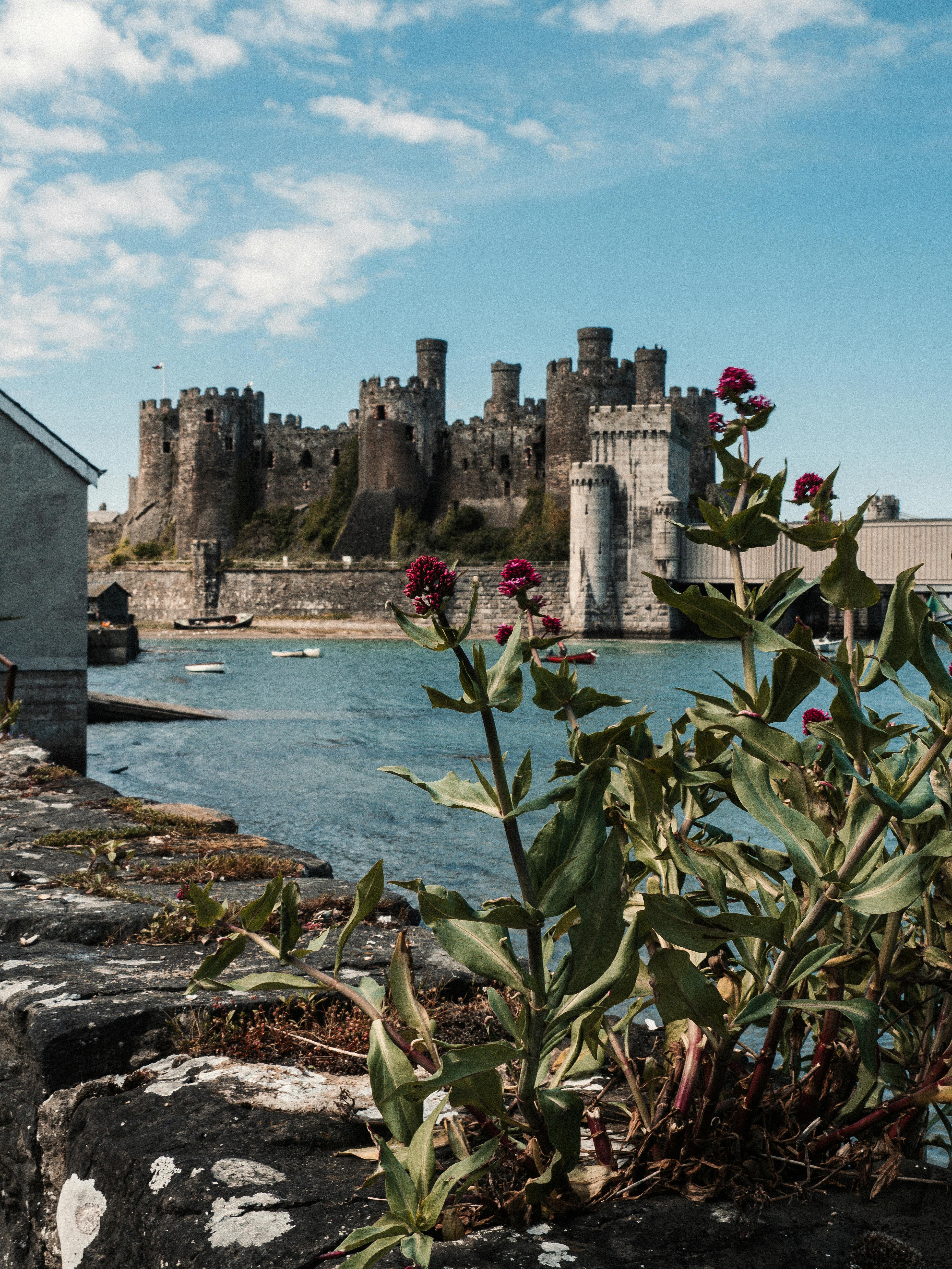 Beautiful view of Conwy Castle in Wales with vibrant flowers in the foreground.