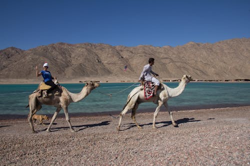 Gratis lagerfoto af blå lagune, camelride, dahab