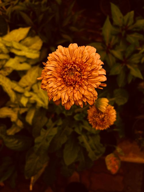 Free Close-up of a vivid orange marigold bloom amidst green foliage, capturing nature's beauty in Pune, India. Stock Photo