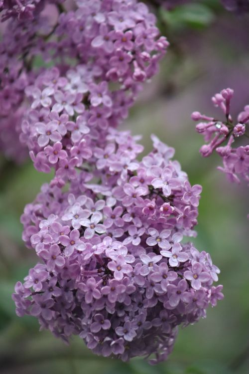 Free Detailed shot of fresh lilac flowers with soft purple hues and green foliage. Stock Photo