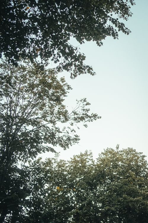 Free Serene image of lush tree tops reaching towards a clear blue sky, evoking peace and nature's beauty. Stock Photo