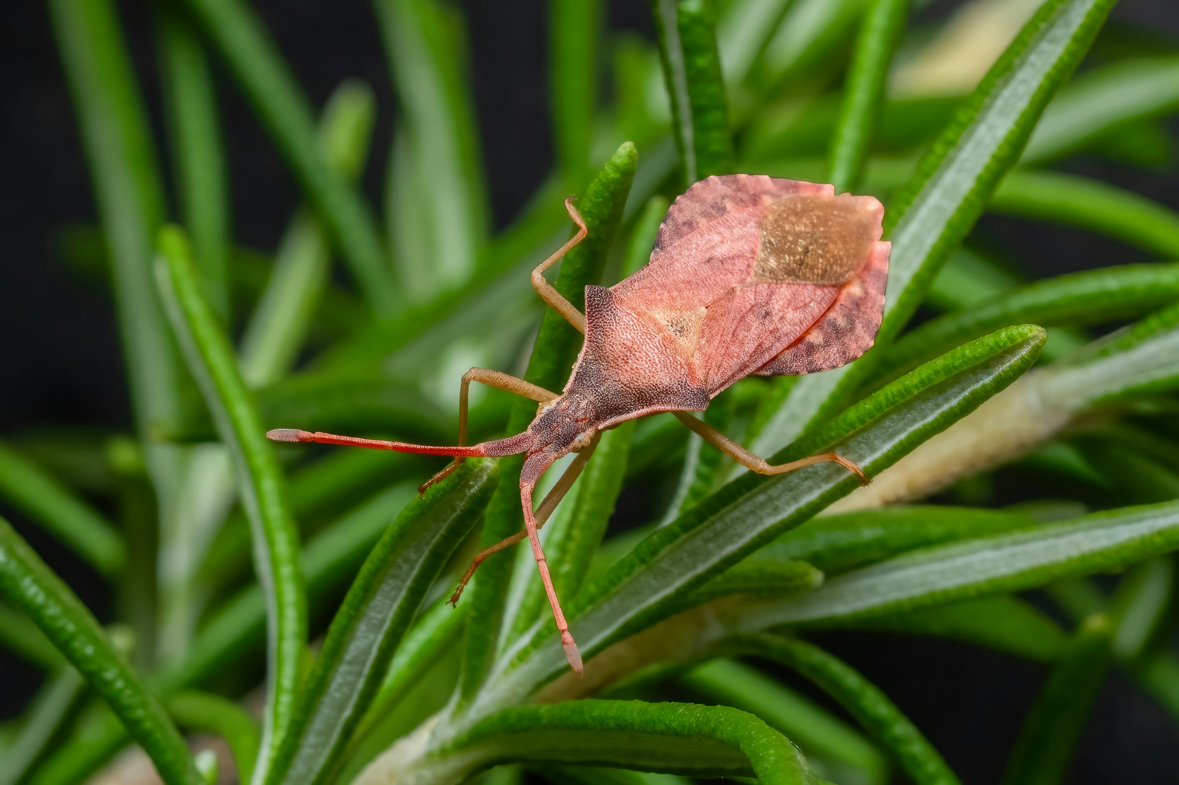 Close-up view of a red leaf-footed bug on a green rosemary plant, showcasing macro nature details.