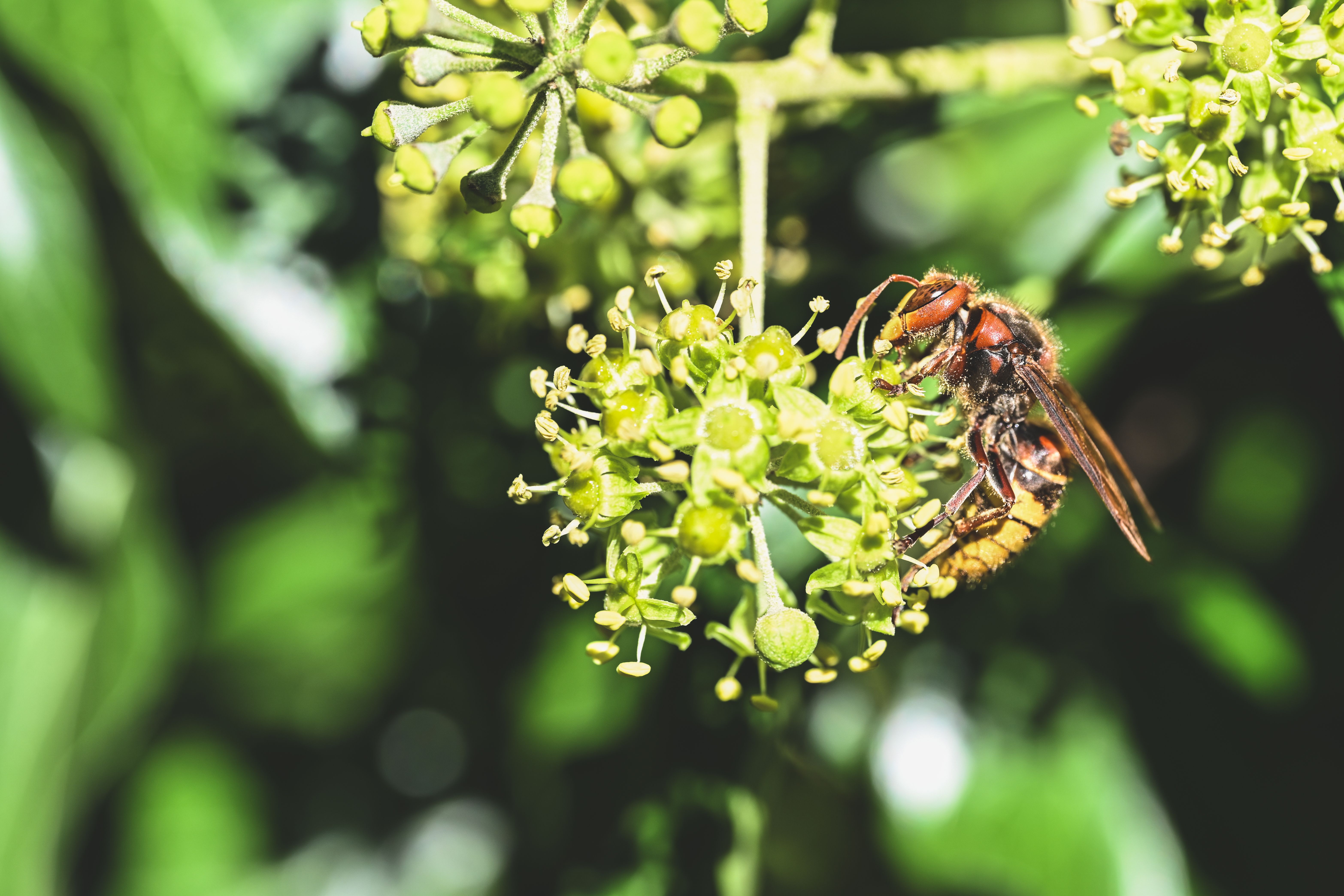 Image macro détaillée capturant une guêpe pollinisant des fleurs de lierre vert en extérieur, mettant en valeur la nature vibrante en gros plan.