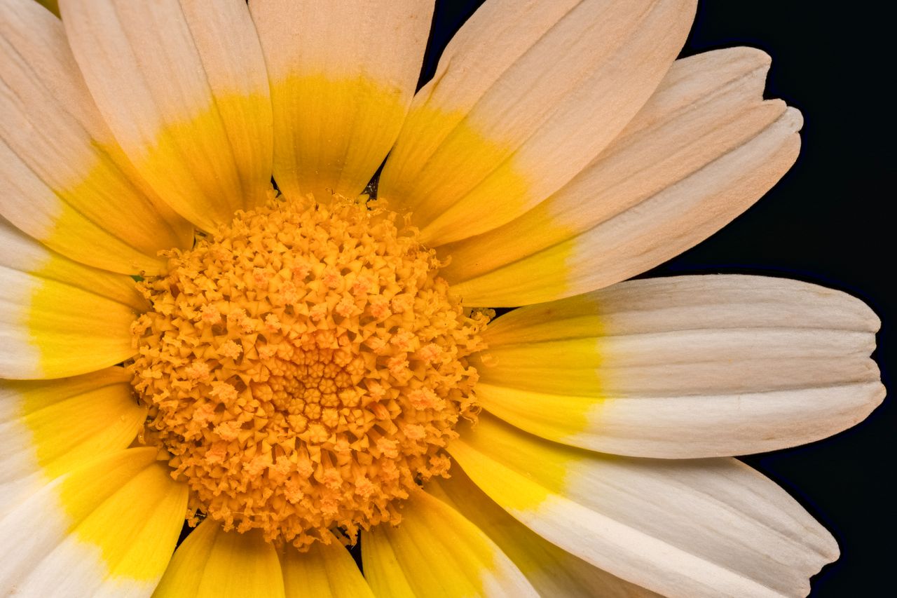 close up view of a vibrant yellow and white daisy flower with a contra