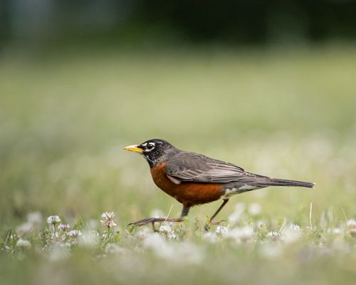 Free American Robin on a grassy field with blooming clovers, signifying springtime. Stock Photo