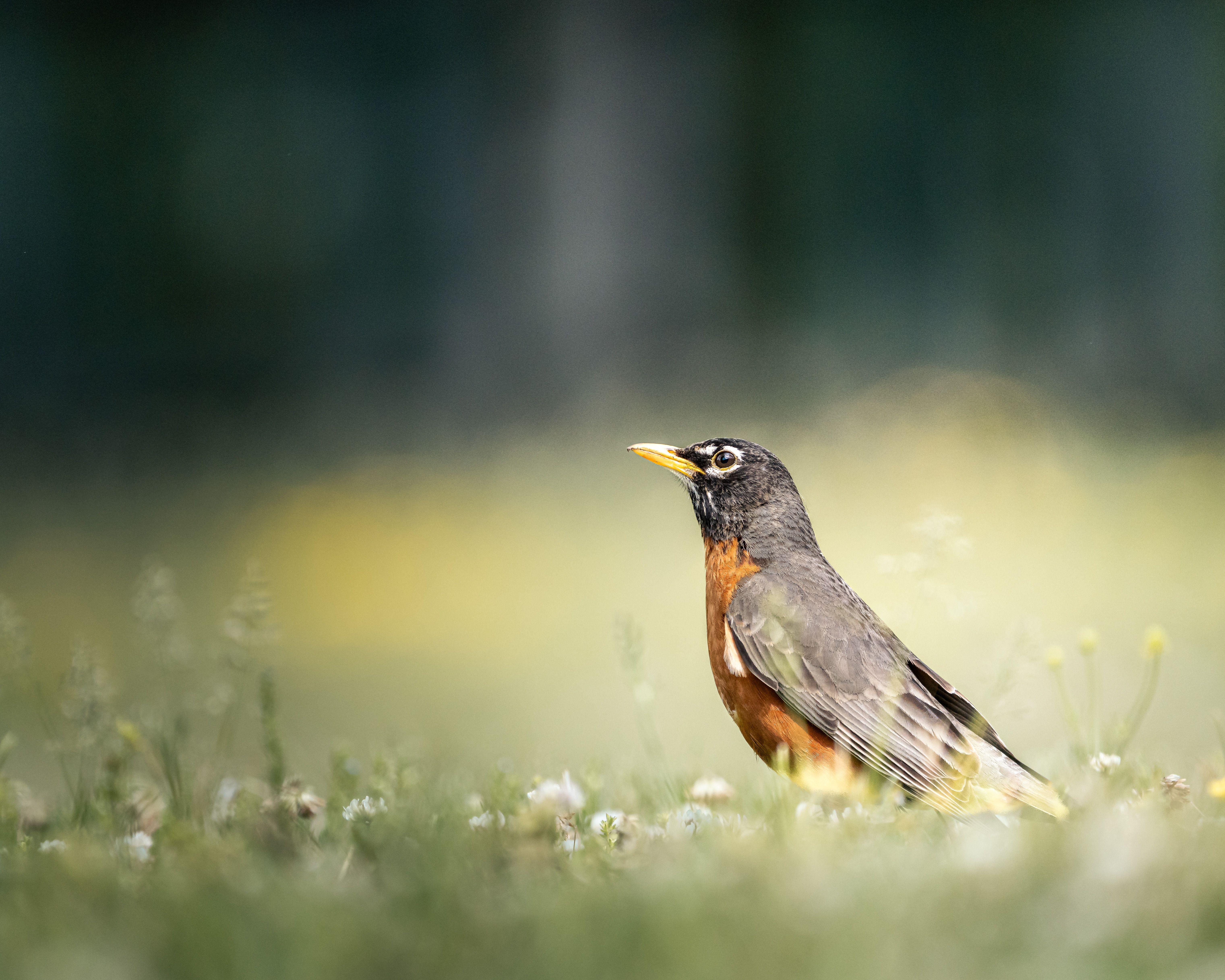Close up of American Robin · Free Stock Photo