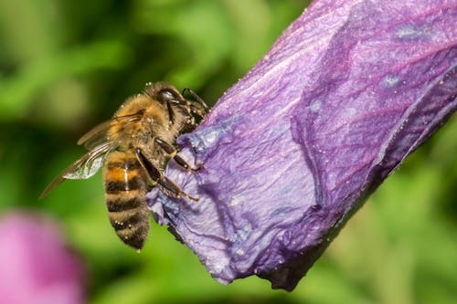 Free stock photo of animal, bee, close-up