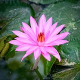Pink water lily by Gu Bra on Pexels
