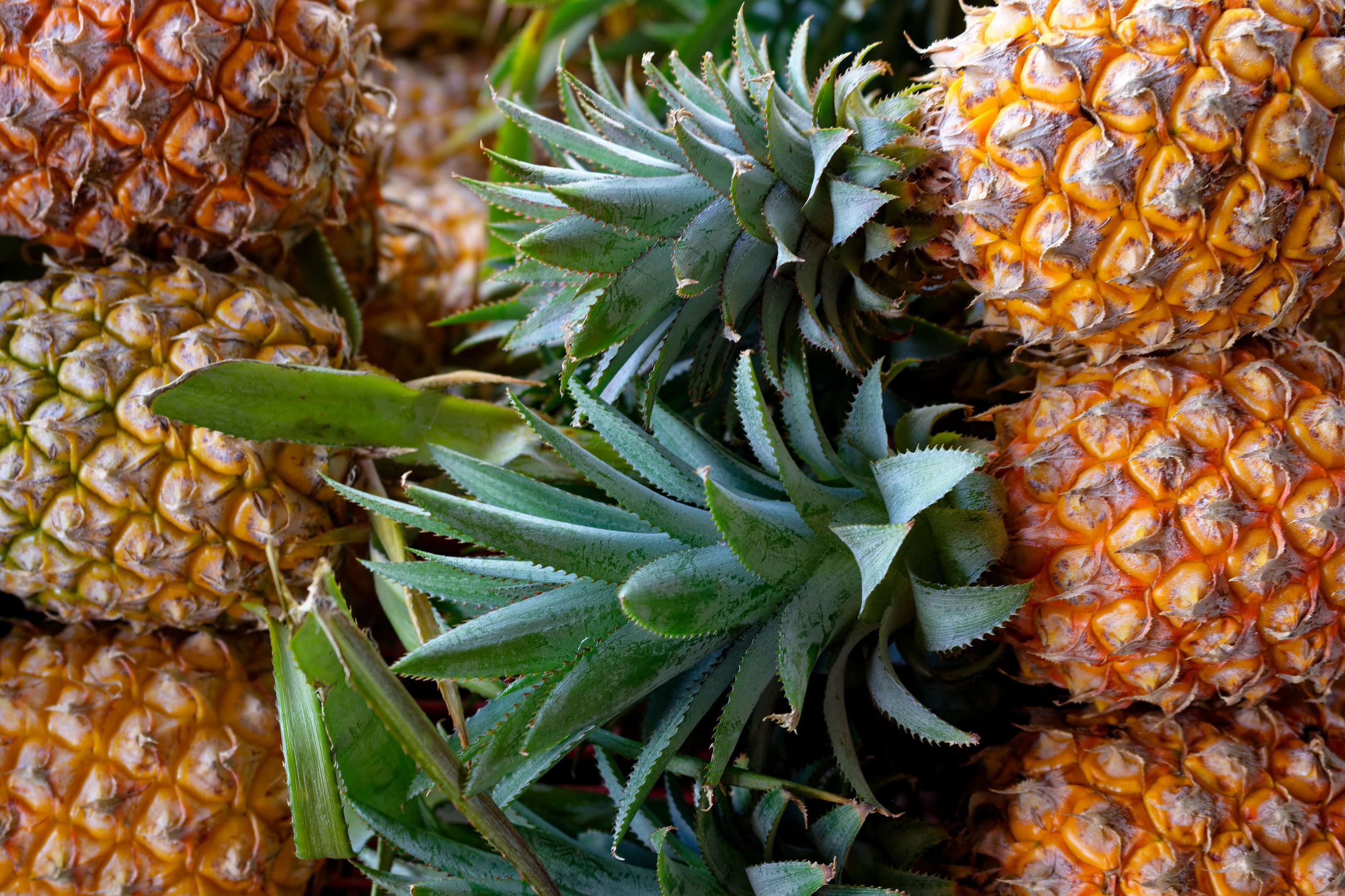 Ananas : bienfaits et vertus de la broméline - 3. Quels sont les bienfaits potentiels de la broméline ?