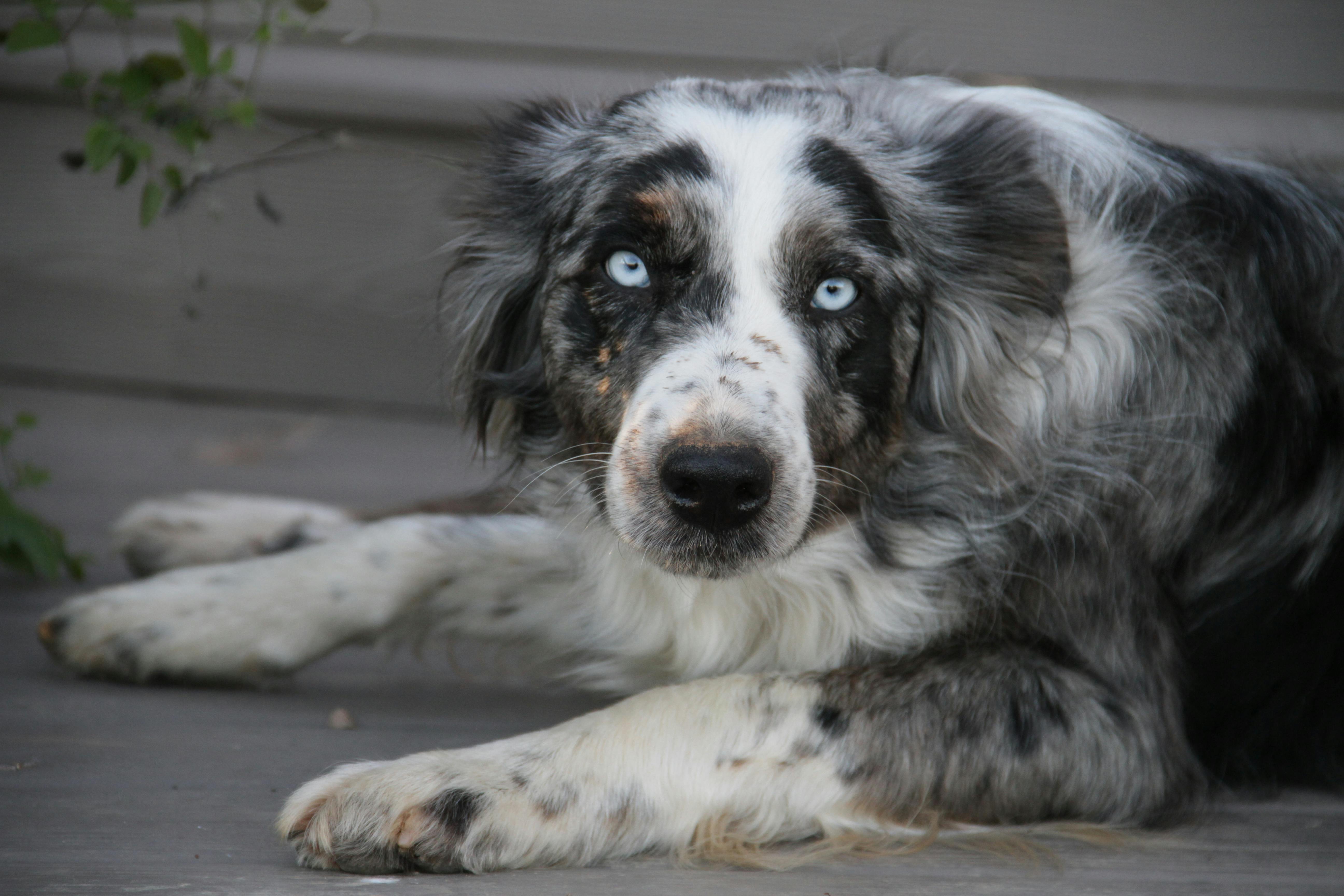 Wissler Hund Grau Dogo Canario Hund (Charakter, Ernährung, Pflege)