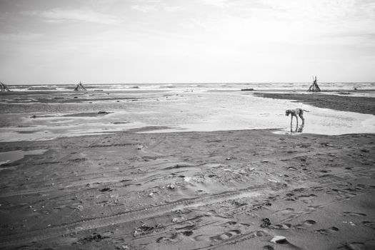 A lone dog explores a deserted beach under a cloudy sky, captured in monochrome for a serene ambiance.
