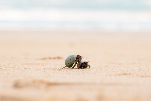 Close-up of a hermit crab on a sandy beach in Thailand, capturing a serene coastal scene.