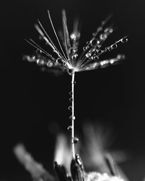 Grayscale Photo of Dandelion Flower with Water Droplets
