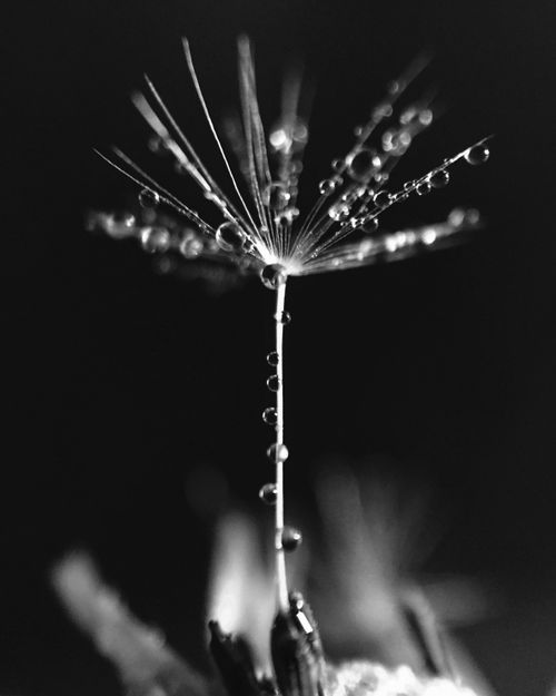 Free Stunning black-and-white macro image of a dewy dandelion seed. Stock Photo