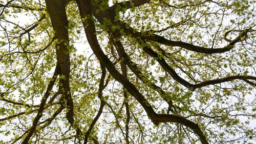 Free Upward view of a towering tree canopy in a lush German forest, showcasing intricate branches and fresh spring leaves. Stock Photo
