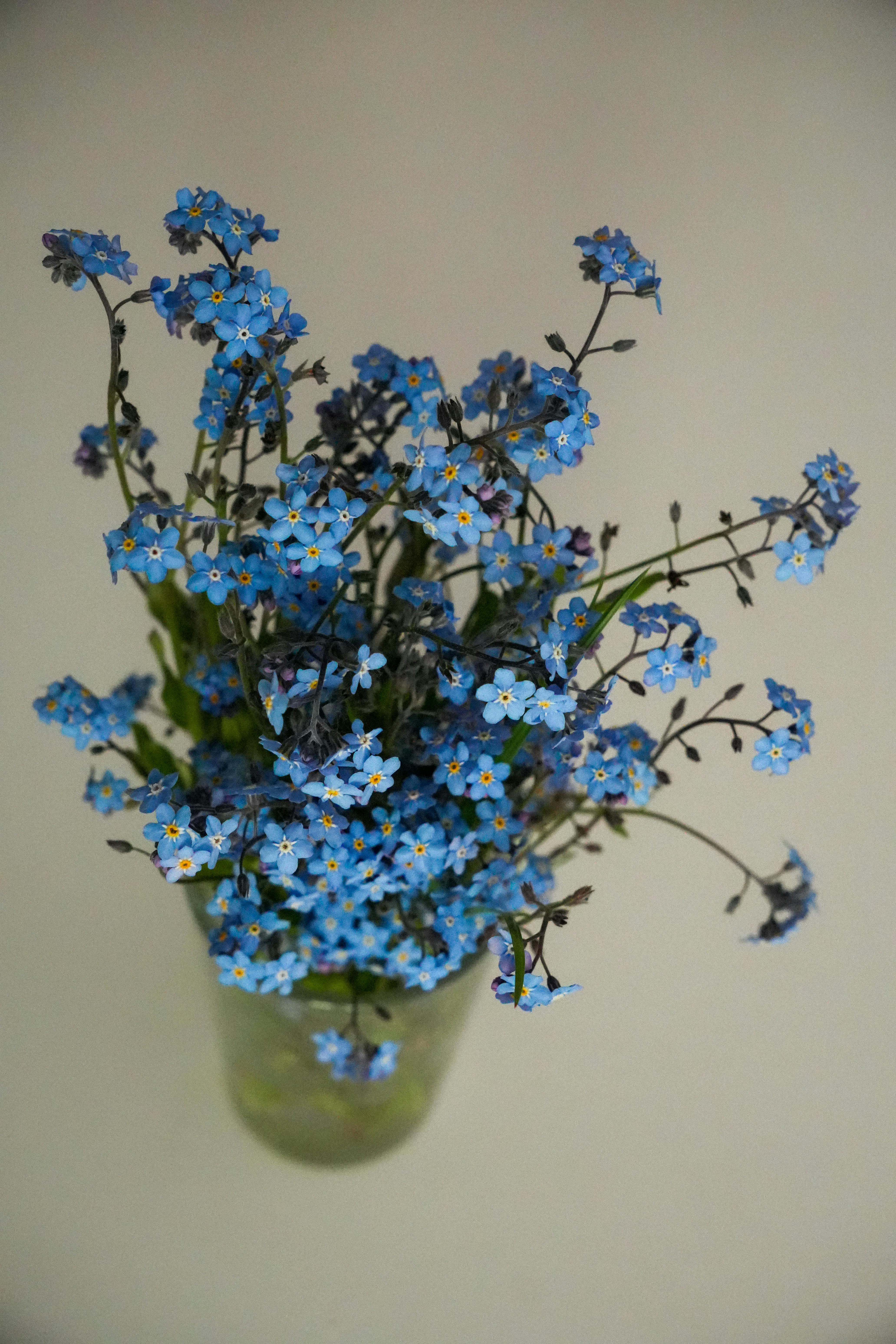 [ColoSach]-bright-and-vivid-close-up-of-a-bouquet-of-blue-forget-me-not-flowers-in-a-glass-vase.