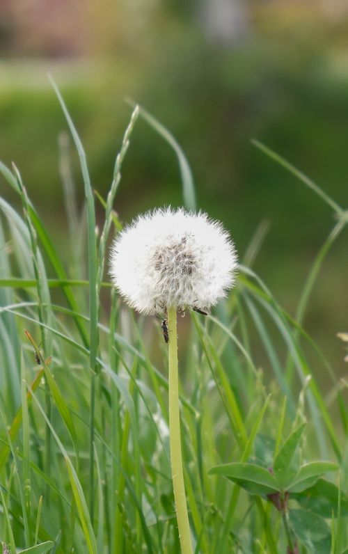 Free A detailed view of a dandelion puff surrounded by green grass in a natural setting. Stock Photo