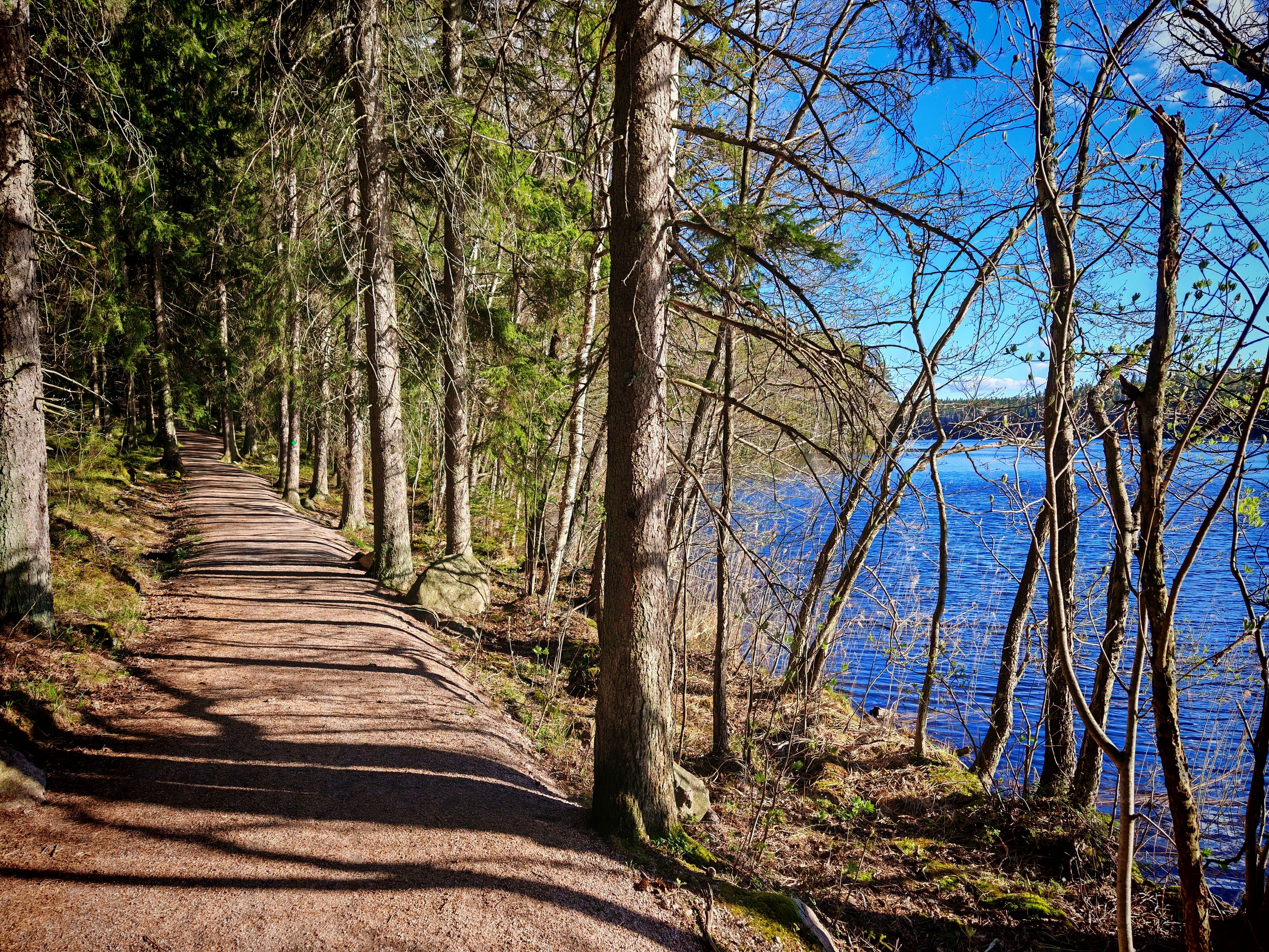 Scenic Forest Path by a Tranquil Lake · Free Stock Photo