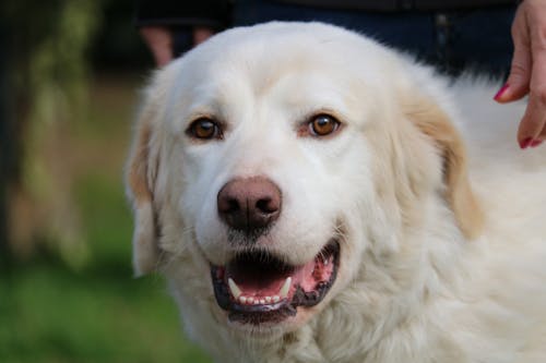 Free Fotos de stock gratuitas de cara de perro, perro blanco Stock Photo