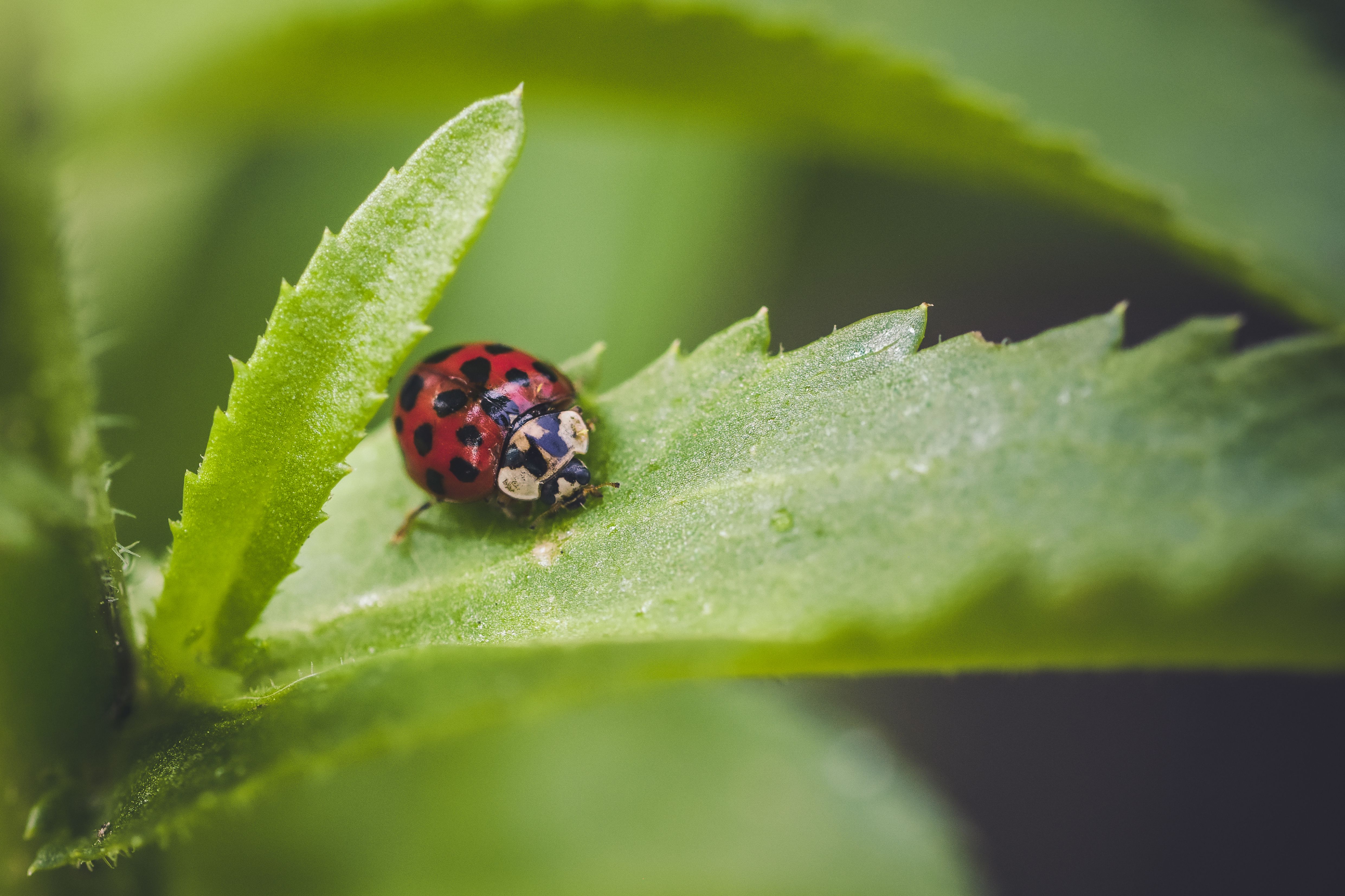 Gratuit Gros plan d'une coccinelle rouge vif à points noirs rampant sur une feuille verte. Photos