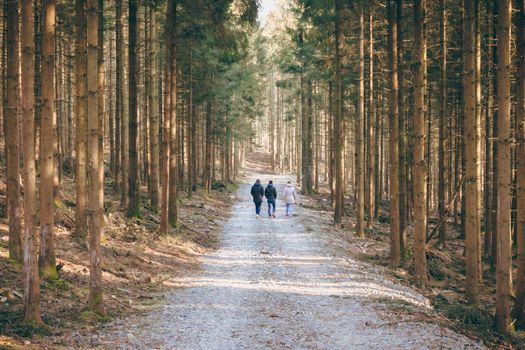 Three people walking on a sunlit gravel path in a serene forest setting.