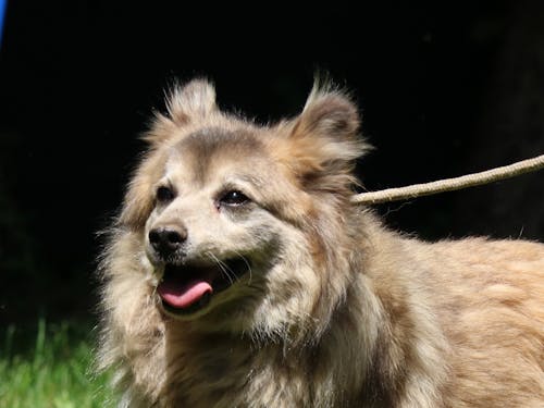 Free stock photo of dog, furry, senior